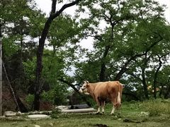 -苍山世界地质公园·石门关大峡谷