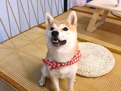 -柴迷FANS CLUB·柴犬狗咖·猫咖
