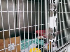 -汪喵宠物医院·骨科心脏影像·犬猫急重症ICU诊疗中心(成华分院)
