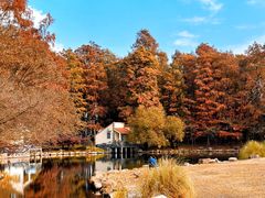 -上海共青森林公园