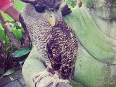 -脏鸭餐厅(乌布总店)