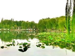 -百花洲