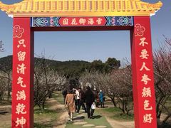 -香雪海