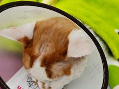 -派美特宠物医院·核磁CT·骨科肿瘤·疑难转诊(沈农禾丰店)