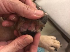 -喜多萌中农锦绣动物医院24H·猫科·牙科MRI·CT