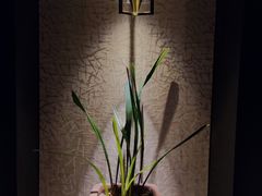 -京香轩·中餐厅(上海中庚聚龙酒店)