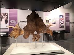 -北京周口店北京人遗址博物馆