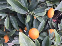 -三圣花乡旅游区