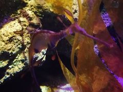 -暹罗海洋世界
