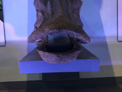 -中国西峡恐龙遗迹园
