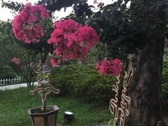 -秀丽东方