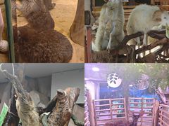 -正佳雨林生态植物园