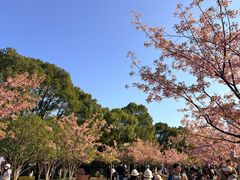 -新江湾城公园