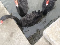 -鹅湖玫瑰文化园