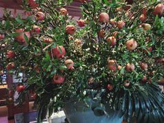 -八府香鸭·啫啫煲(华山路店)