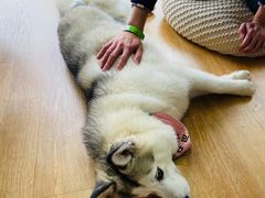 -Husky Go! 哈士奇体验馆·宠物咖啡厅狗咖