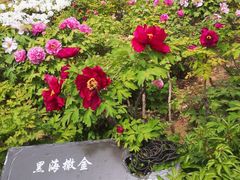 -曹州牡丹园