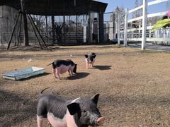 -前小桔亲子创意农场·草莓采摘·露营烧烤