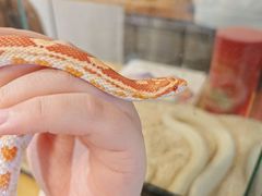 -吉丁鸟咖·异宠·寄养
