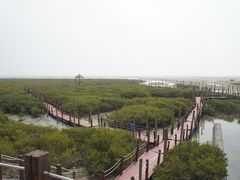 -北海金海湾红树林生态旅游区