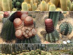 -深圳仙湖植物园
