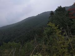 -铁山坪森林公园
