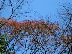 景点-广州市石门国家森林公园