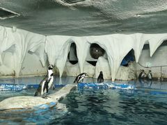 -太平洋海底世界