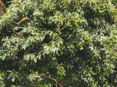 -东莞植物园