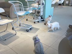 -怪兽屋·羊驼·猫咖·狗咖(俊华广场店)