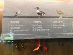 -漩门湾国家湿地公园