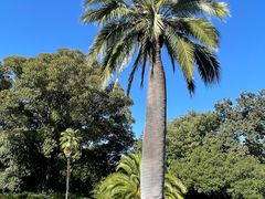 -墨尔本皇家植物园