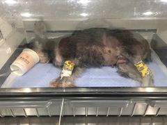 -伟伟宠物医院·CT影像中心·瑞派犬猫综合性门诊(汉口总院)