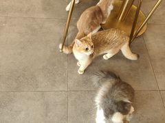 -飞行喵MR PILOT|猫舍·猫咖(静安大融城店)