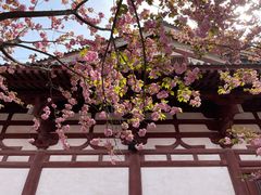 -西安青龙寺遗址景区
