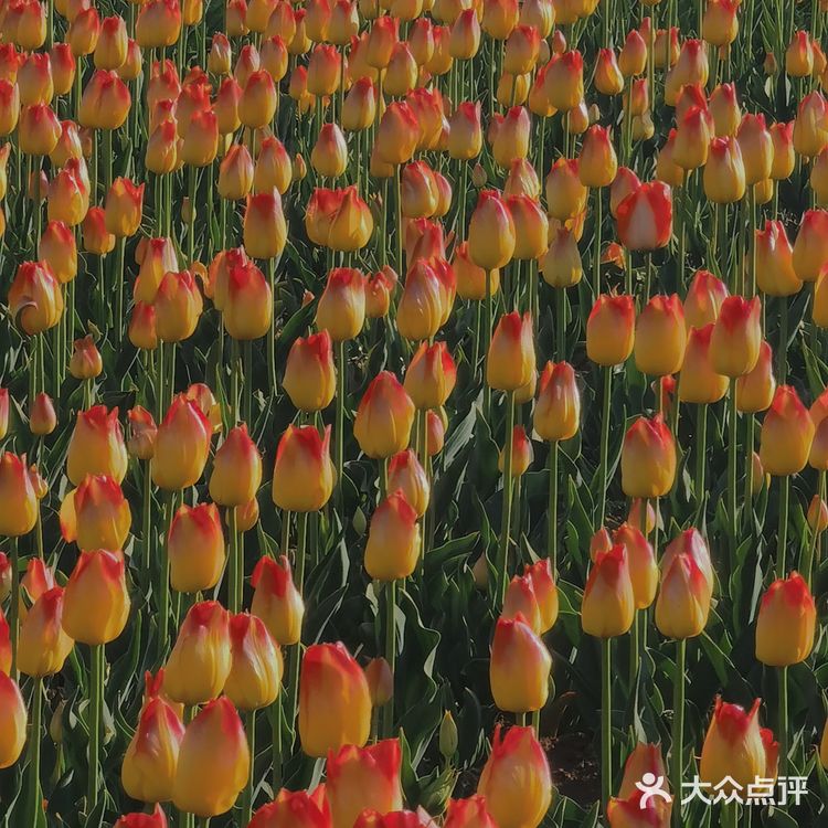 烟台郁金香🌷:和阿姨们抢夺最美拍照机位