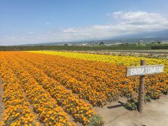 -富田农场