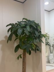 -郑荃丽格医疗美容