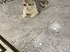 -翊宠yipet猫狗购宠庄园犬舍•猫舍