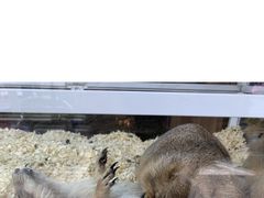 -酷以爬仙阁实体爬宠店·守宫·蜥蜴·专业繁育