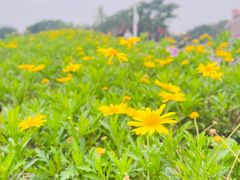 -海心沙亚运公园