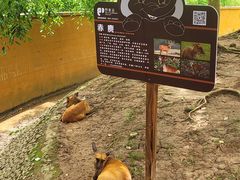 -野象谷景区