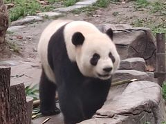 -都江堰中华大熊猫苑