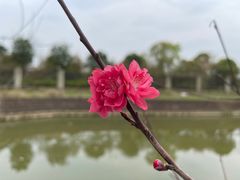 -八大山人梅湖景区