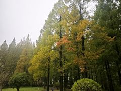 -黄海国家森林公园