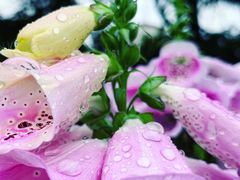 -宋庆龄幼儿园(虹梅路)