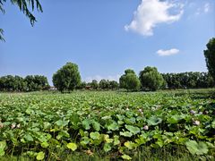 -洪湖生态旅游区