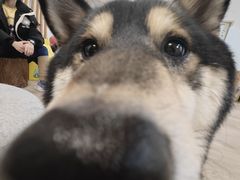 -柴迷FANS CLUB·柴犬狗咖·猫咖
