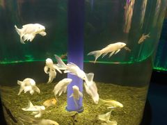 -沙沙哗啦海洋馆(华宇百花谷店)