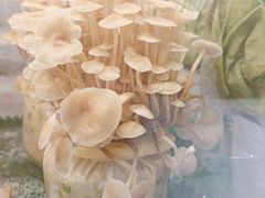 -烹然四季椰子鸡火锅(姚家园万象汇店)